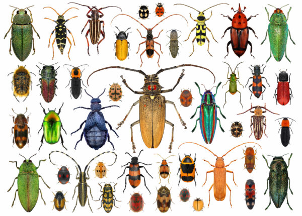 Beetles