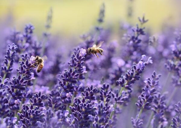 Bienen Lavendel