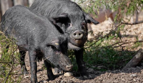 Schwarzes Alpenschwein