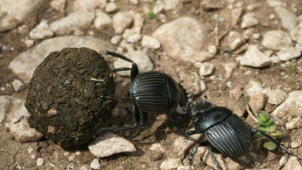 Scarabaeus laticollis 2