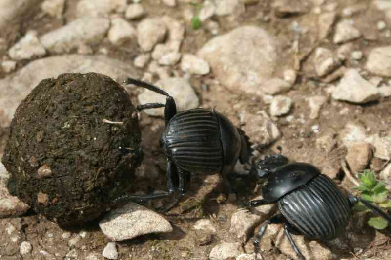 Scarabaeus laticollis 2